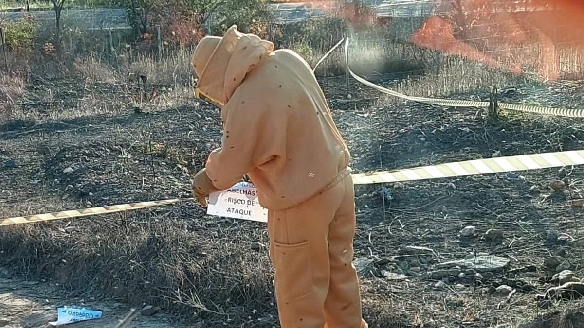 Pinscher e passarinhos morrem durante ataque de abelhas no interior de Minas  