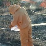 Pinscher e passarinhos morrem durante ataque de abelhas no interior de Minas  