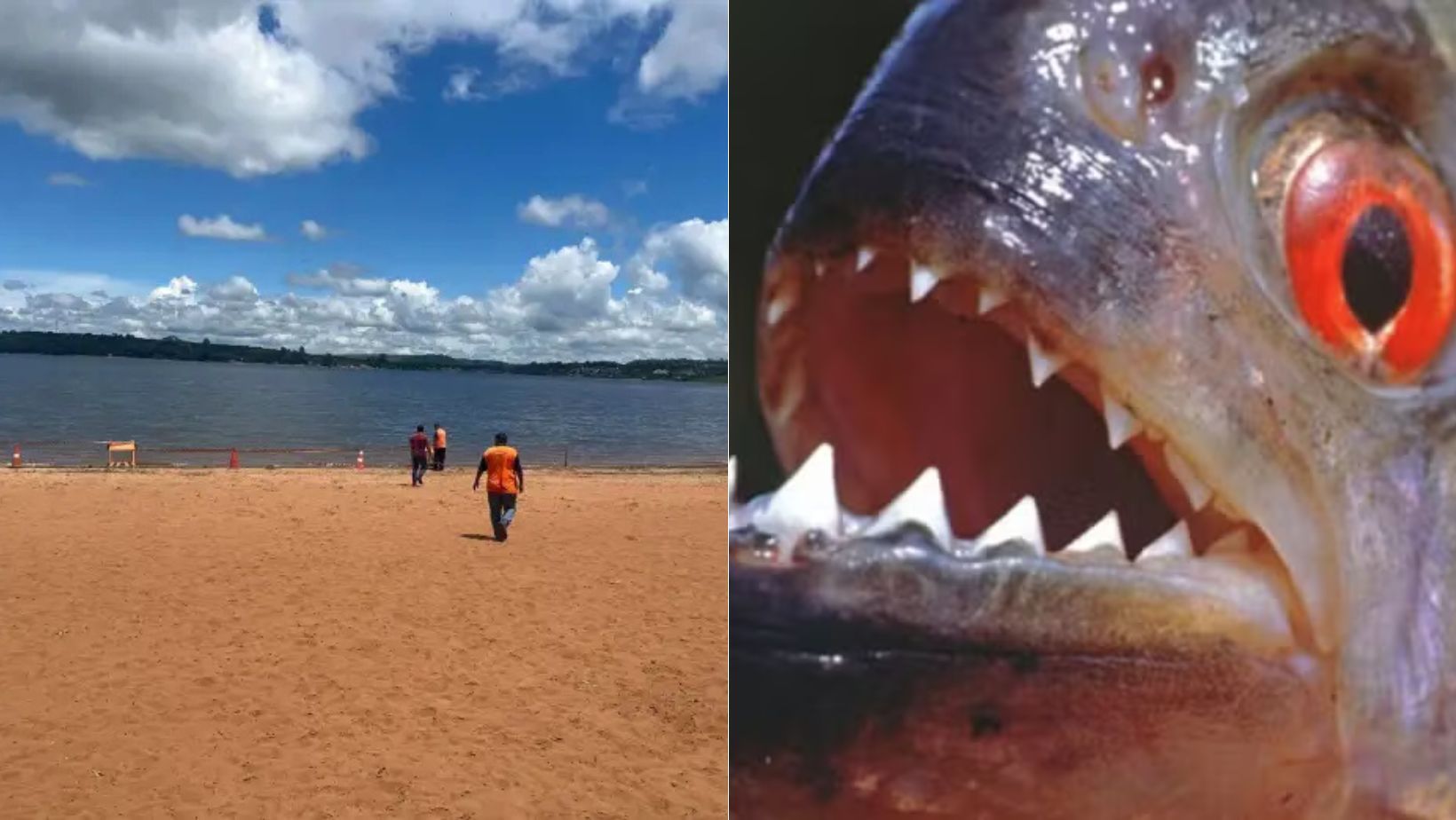 Ataque de piranhas em represa deixa seis turistas feridos no interior de SP