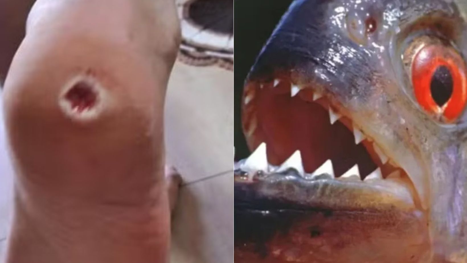 Ataque de piranhas em represa de SP é o 7° em 15 dias; veja recomendações