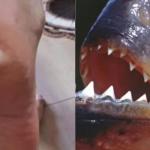 Ataque de piranhas em represa de SP é o 7° em 15 dias; veja recomendações