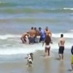 Adolescente perde parte do braço após ataque de tubarão em Recife; local é proibido para banho  