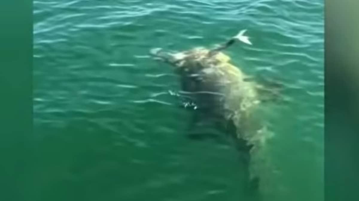Peixe de meia tonelada engole tubarão: ‘Inacreditável’; assista