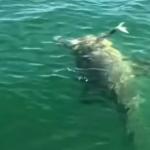 Peixe de meia tonelada engole tubarão: ‘Inacreditável’; assista