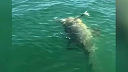 Ataque foi filmado por pescadores