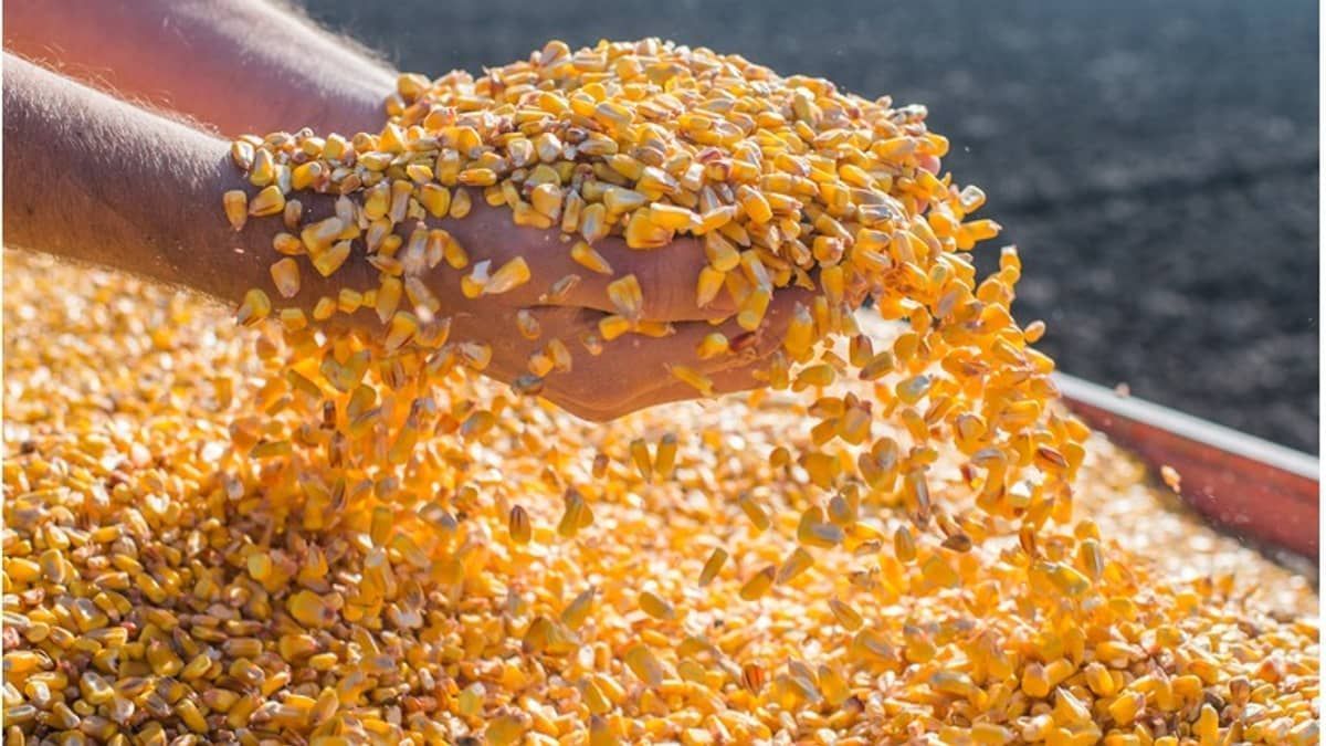 Mais noventas empresas brasileiras vão exportar milho para a China 