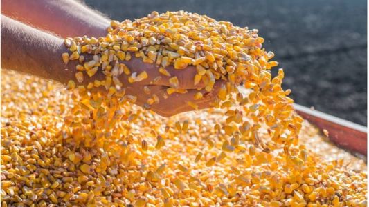 Até o ano passado, os maiores compradores de milho do Brasil eram Irã, Japão, Espanha e Egito