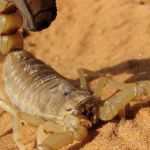 Hospital João XXIII atende 130 vítimas de escorpião por mês, e crianças e idosos são as principais vítimas