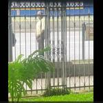 Guarda Municipal de BH prende idoso de 83 anos suspeito de se masturbar em público