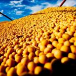 'Amigos, amigos, negócios à parte': China compra soja de Milei e se aproxima de Trump