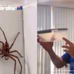 Casal brasileiro encontra aranha gigante na Austrália; veja lista dos aracnídeos mais perigosos do mundo