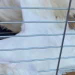Animal silvestre é encontrado em galinheiro após cair durante voo em Minas