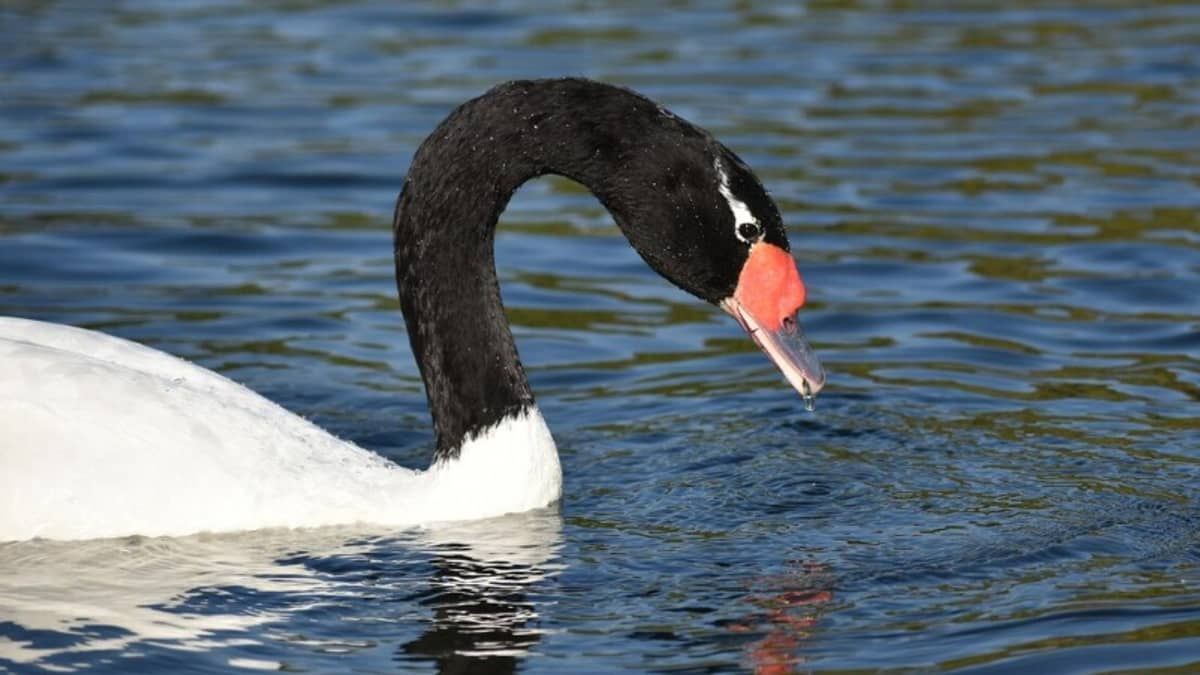 Foco de influenza aviária em aves silvestres é registrado no RGS