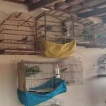 Após denúncia anônima, pássaros da fauna silvestre são apreendidos em cativeiro em Montes Claros