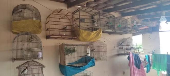 Aves eram mantidas em cativeiro para posteriormente serem comercializadas