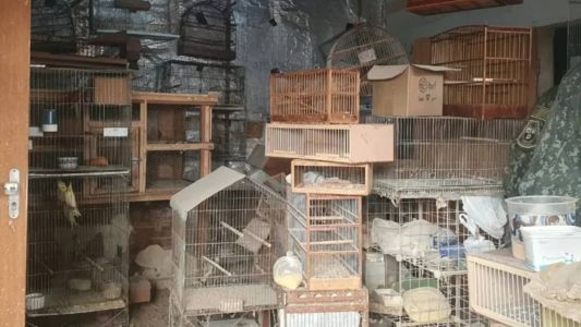 Aves estavam em situação de maus-tratos