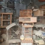 Mais de 400 aves são resgatadas de cativeiro em SP 