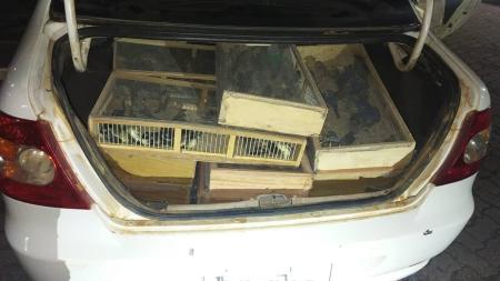 Aves foram encontradas pela Polícia Rodoviária Federal em porta-malas de carro