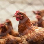 Minas aperta o cerco contra a gripe aviária