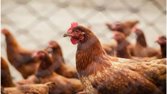 Aves não podem participar de torneios e exposições durante 90 dias