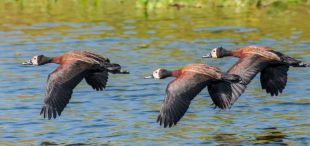 O governo de SP disse que as aves não são residentes do parque