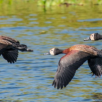 Gripe Aviária: novos casos são registrados no Parque do Ibirapuera, em São Paulo