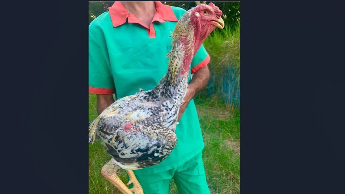 Galos gigantes, em Baldim, chegam a 1 metro e vinte e são vendidos por até R$ 10 mil  