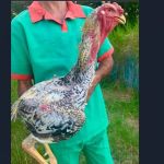 Galos gigantes, em Baldim, chegam a 1 metro e vinte e são vendidos por até R$ 10 mil  