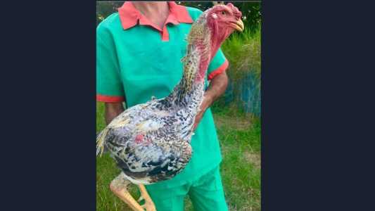 Aves podem atingir até 1,20 ou um pouco mais