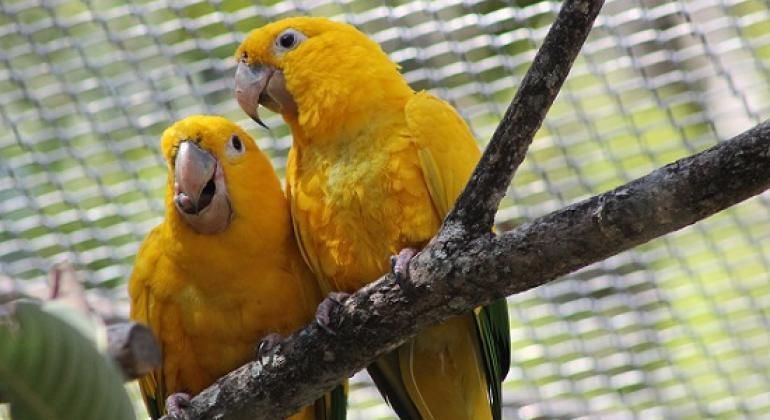 Quais sinais indicam doenças em aves domésticas? Conheça os mais comuns