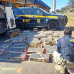 PRF apreende 1.400 aves silvestres em Sete Lagoas (MG); dezenas delas morreram