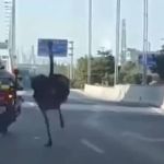 Avestruz foge da polícia na China e vira meme na internet  