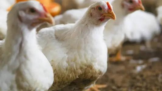O vírus da Influenza aviária (IAAP – H5N1) foi identificado em uma criação de subsistência localizada no município de Serra, no Espírito Santo, onde havia pato, ganso, marreco e galinha