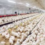 Ovo, frango e gripe aviária: um desastre para o consumidor