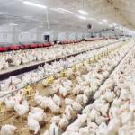 Ovo, frango e gripe aviária: um desastre para o consumidor