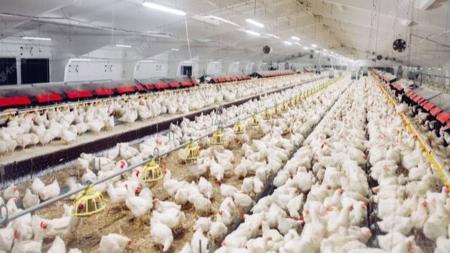 Aviários estão sob absoluta proteção sanitária