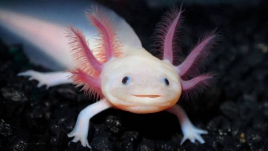 Axolote fazem sucesso nas redes sociais por sua cara "amigável"