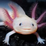 Google homenageia os axolotes; conheça o Lago Xochimilco, habitat desses anfíbios no México
