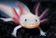 O animal que consegue regenerar o próprio coração está perto de desaparecer da natureza