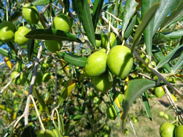Produtores de azeitona preparam-se para a colheita com expectativa de superar produção anterior