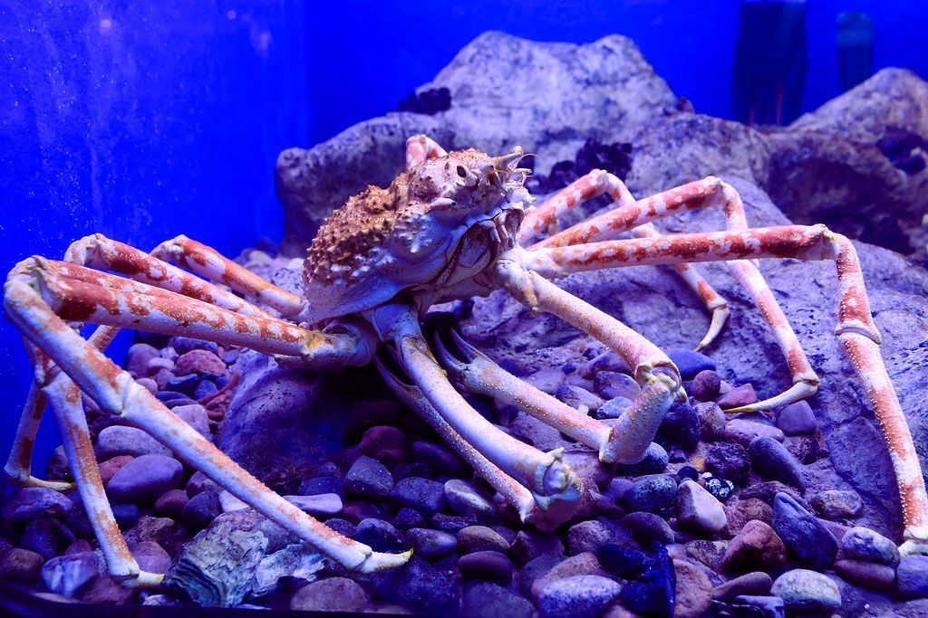 Caranguejo-azul invadiu lagoas italianas e dizimou 93% moluscos do Delta do Pó