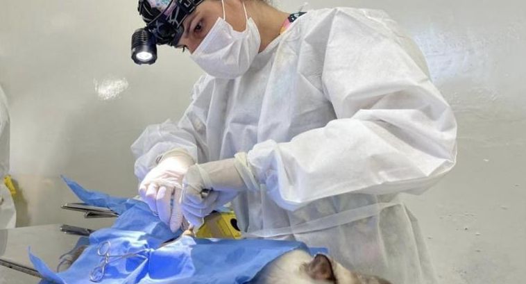 Saiba como fazer a castração gratuita de cães e gatos em BH