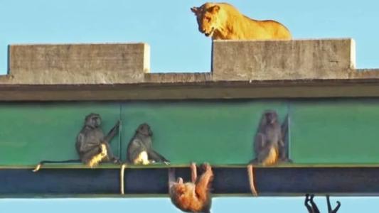 Babuínos escapam de leões se escondendo em ponte