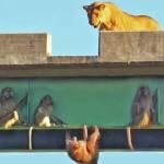 Vídeo: macacos se penduram em ponte para escapar de leões