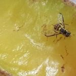 Entenda como age a ‘mosca maldita’ e a ameaça que ela representa