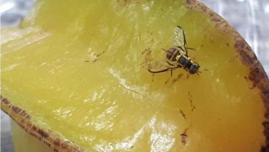 Bactrocera carambolae (mosca-da-carambola) ou simplesmente 'mosca maldita'.