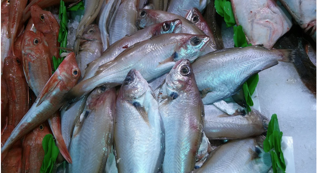 Austrália dá sinal verde aos peixes brasileiros; entenda