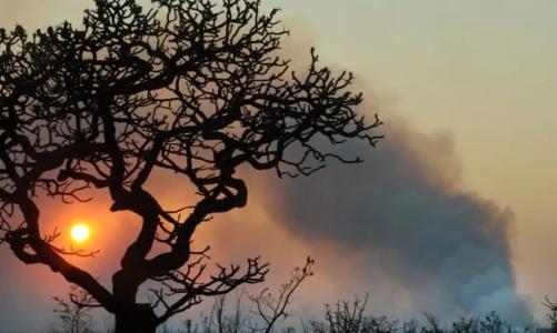 Foto mostra sol entre nuvens e árvore sem folhagem