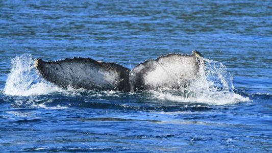 Nesta época do ano, é comum a presença de baleias no litoral norte paulista