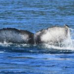Após ficar presa em cabo de pesca, baleia jubarte é resgatada em Ilhabela; veja imagem